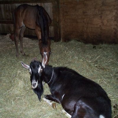 perigee-s-foal-goat13-1_orig